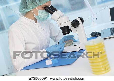 Microbiology research. Scientist taking a sample from a culture in a Petri dish. View Large Photo Image Stock Image - Microbiology research. Scientist taking a sample from a culture in a Petri dish.. Fotosearch