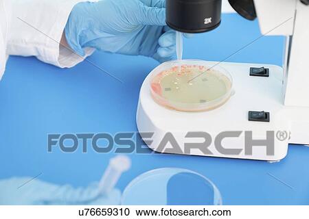 Stock Image - Microbiology research. Scientist taking a sample from a culture in a Petri dish.. Fotosearch