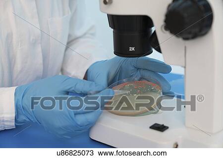 Stock Image - Microbiology research. Scientist taking a sample from a culture in a Petri dish.. Fotosearch
