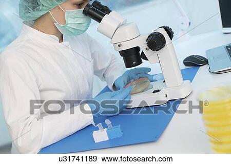 Stock Photo - Microbiology research. Scientist taking a sample from a culture in a Petri dish.. Fotosearch