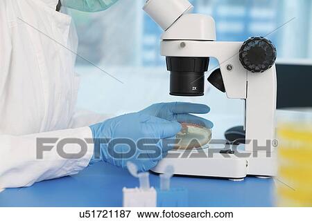 Stock Photo - Microbiology research. Scientist taking a sample from a culture in a Petri dish.. Fotosearch