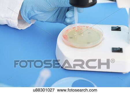 Microbiology research. Scientist taking a sample from a culture in a Petri dish. View Large Photo Image Stock Photo - Microbiology research. Scientist taking a sample from a culture in a Petri dish.. Fotosearch