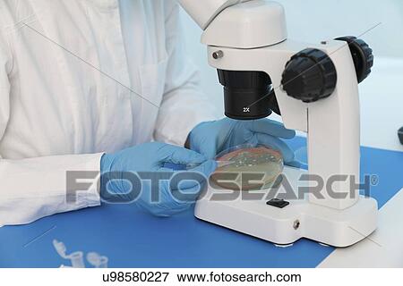 Stock Photo - Microbiology research. Scientist taking a sample from a culture in a Petri dish.. Fotosearch