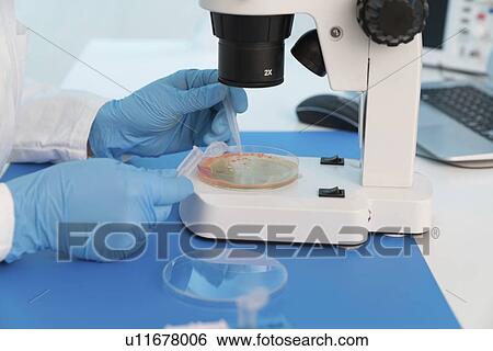 Microbiology research. Scientist taking a sample from a culture in a Petri dish. View Large Photo Image Stock Photograph - Microbiology research. Scientist taking a sample from a culture in a Petri dish.. Fotosearch
