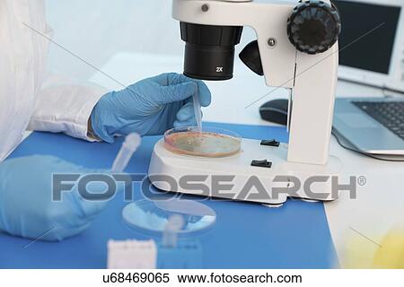 Microbiology research. Scientist taking a sample from a culture in a Petri dish. View Large Photo Image Stock Photography - Microbiology research. Scientist taking a sample from a culture in a Petri dish.. Fotosearch