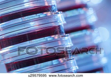 Microbiology research. View Large Photo Image Stock Photography - Microbiology research.. Fotosearch