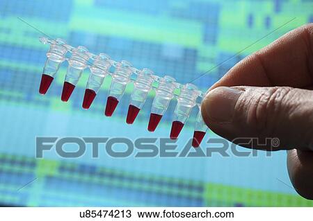 Stock Image - Microcentrifuge tubes with samples.. Fotosearch