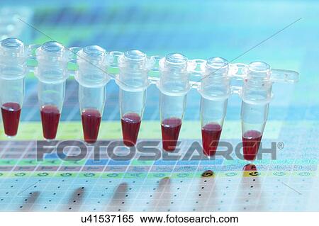 Stock Photography - Microcentrifuge tubes with samples.. Fotosearch