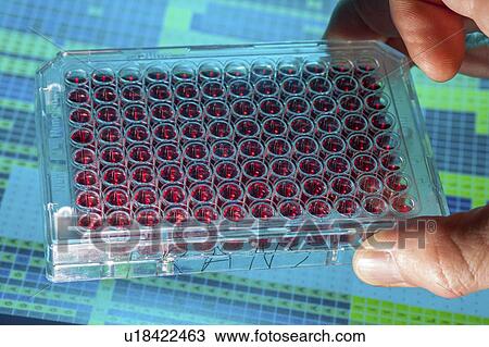 Stock Image - Microtiter plate.. Fotosearch