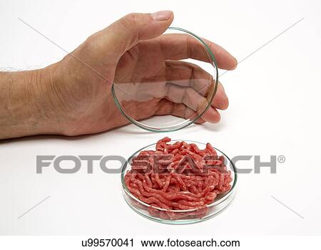 Stock Image - Minced meat in petri dish, studio shot.. Fotosearch