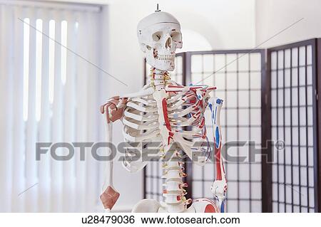 Stock Photograph - Model of human skeleton used in osteopathy.. Fotosearch