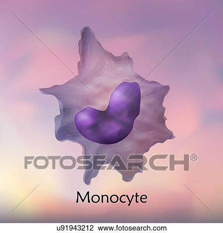 Stock Image - Monocyte white blood cell, illustration.. Fotosearch