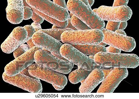 Picture - Morganella morganii bacteria, computer illustration. M. morganii are Gram-negative rod-shaped bacteria of the Enterobacteriaceae family. They inhabit the human intestine and cause postoperative and nosocomial infections, as well as urinary tract.... Fotosearch