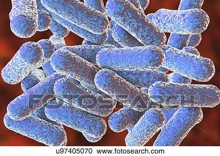 Morganella morganii bacteria, computer illustration. M. morganii are Gram-negative rod-shaped bacteria of the Enterobacteriaceae family. They inhabit the human intestine and cause postoperative and nosocomial infections, as well as urinary tract... View Large Photo Image Stock Image - Morganella morganii bacteria, computer illustration. M. morganii are Gram-negative rod-shaped bacteria of the Enterobacteriaceae family. They inhabit the human intestine and cause postoperative and nosocomial infections, as well as urinary tract.... Fotosearch