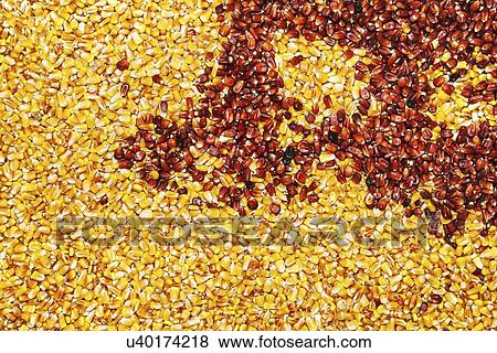 Stock Photo - Multi-coloured corn seed.. Fotosearch