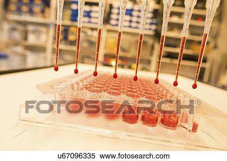 Stock Photography - Multi pipette and 96 well plate.. Fotosearch