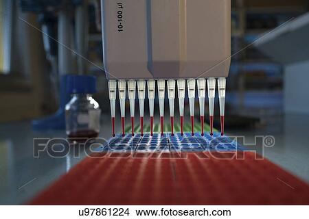 Picture - Multi pipette and multi well plate.. Fotosearch