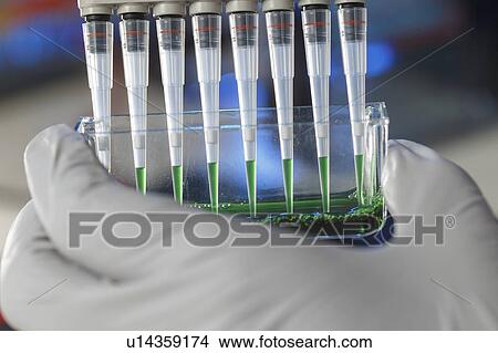Multichannel pipette. View Large Photo Image Picture - Multichannel pipette.. Fotosearch