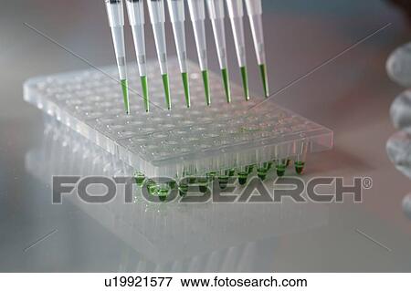Stock Photo - Multichannel pipette.. Fotosearch