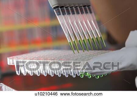 Stock Photograph - Multichannel pipette.. Fotosearch