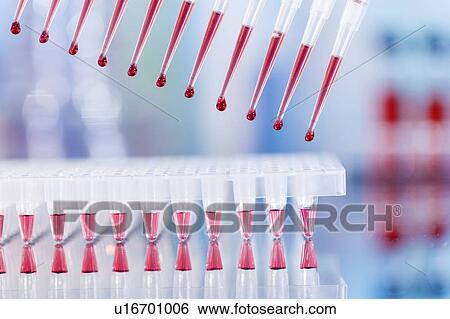 Multichannel pipette. View Large Photo Image Stock Photograph - Multichannel pipette.. Fotosearch