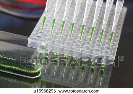 Multichannel pipette. View Large Photo Image Stock Photography - Multichannel pipette.. Fotosearch
