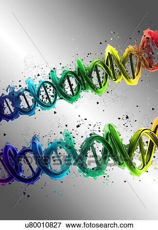 Multicoloured dna (deoxyribonucleic acid) strands, illustration. View Large Photo Image Stock Photo - Multicoloured dna (deoxyribonucleic acid) strands, illustration.. Fotosearch