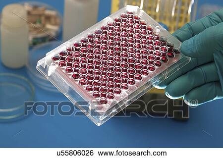 Multiwell plate with biological samples. View Large Photo Image Stock Photograph - Multiwell plate with biological samples.. Fotosearch