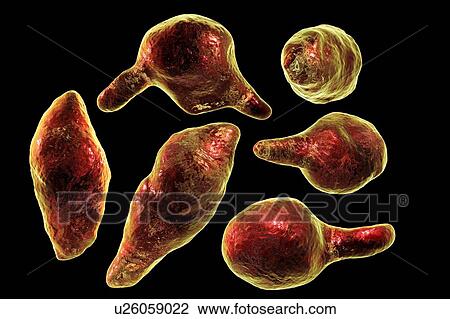 Mycoplasma genitalium bacteria, illustration. M. genitalium is a small parasitic bacterium. It is a sexually transmitted organism that causes non-gonococcal urethritis in men and several inflammatory reproductive tract syndromes in women such as... View Large Photo Image Stock Image - Mycoplasma genitalium bacteria, illustration. M. genitalium is a small parasitic bacterium. It is a sexually transmitted organism that causes non-gonococcal urethritis in men and several inflammatory reproductive tract syndromes in women such as.... Fotosearch