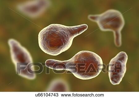 Stock Image - Mycoplasma genitalium bacteria, illustration. M. genitalium is a small parasitic bacterium. It is a sexually transmitted organism that causes non-gonococcal urethritis in men and several inflammatory reproductive tract syndromes in women such as.... Fotosearch