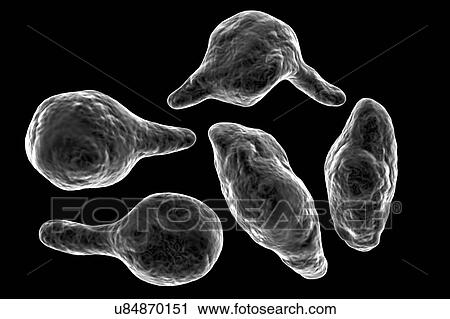 Stock Image - Mycoplasma genitalium bacteria, illustration. M. genitalium is a small parasitic bacterium. It is a sexually transmitted organism that causes non-gonococcal urethritis in men and several inflammatory reproductive tract syndromes in women such as.... Fotosearch