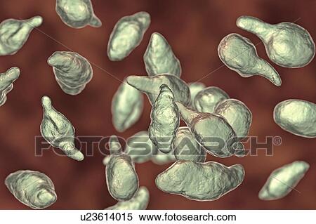 Mycoplasma genitalium bacteria, illustration. M. genitalium is a small parasitic bacterium. It is a sexually transmitted organism that causes non-gonococcal urethritis in men and several inflammatory reproductive tract syndromes in women such as... View Large Photo Image Stock Photography - Mycoplasma genitalium bacteria, illustration. M. genitalium is a small parasitic bacterium. It is a sexually transmitted organism that causes non-gonococcal urethritis in men and several inflammatory reproductive tract syndromes in women such as.... Fotosearch