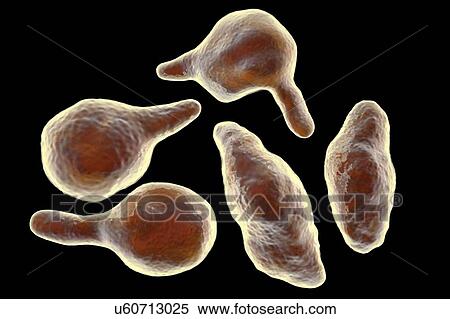 Mycoplasma genitalium bacteria, illustration. M. genitalium is a small parasitic bacterium. It is a sexually transmitted organism that causes non-gonococcal urethritis in men and several inflammatory reproductive tract syndromes in women such as... View Large Photo Image Stock Photography - Mycoplasma genitalium bacteria, illustration. M. genitalium is a small parasitic bacterium. It is a sexually transmitted organism that causes non-gonococcal urethritis in men and several inflammatory reproductive tract syndromes in women such as.... Fotosearch