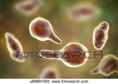 Mycoplasma genitalium bacteria, illustration. M. genitalium is a small parasitic bacterium. It is a sexually transmitted organism that causes non-gonococcal urethritis in men and several inflammatory reproductive tract syndromes in women such as... View Large Photo Image Stock Photography - Mycoplasma genitalium bacteria, illustration. M. genitalium is a small parasitic bacterium. It is a sexually transmitted organism that causes non-gonococcal urethritis in men and several inflammatory reproductive tract syndromes in women such as.... Fotosearch