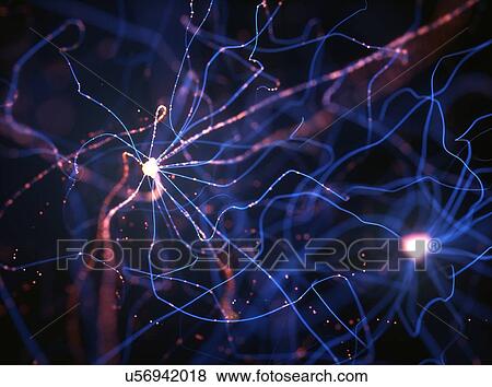 Nerve cells, illustration. View Large Photo Image Stock Photo - Nerve cells, illustration.. Fotosearch