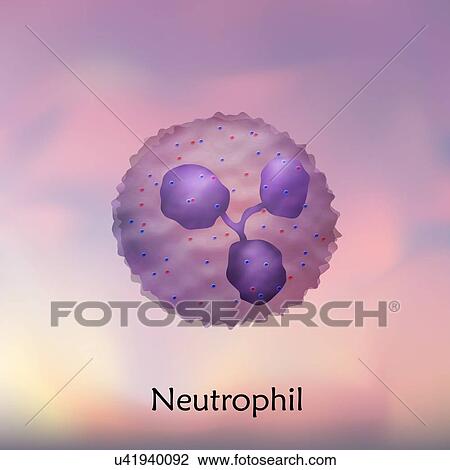 Neutrophil white blood cell, illustration. View Large Photo Image Stock Image - Neutrophil white blood cell, illustration.. Fotosearch