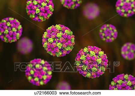 Stock Image - Norovirus, computer illustration. Norovirus is a genus of RNA (ribonucleic acid) viruses (of the family Caliciviridae), which cause about half of all gastroenteritis cases around the world. The disease is characterised by nausea, vomiting, diarrhoea.... Fotosearch