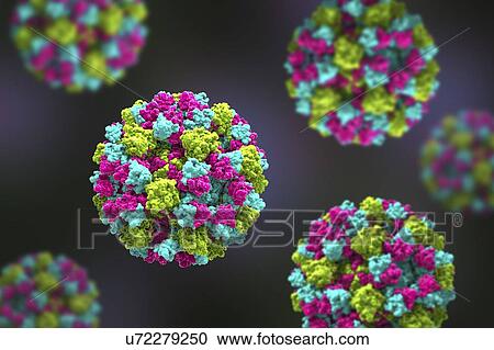 Norovirus, computer illustration. Norovirus is a genus of RNA (ribonucleic acid) viruses (of the family Caliciviridae), which cause about half of all gastroenteritis cases around the world. The disease is characterised by nausea, vomiting, diarrhoea... View Large Photo Image Stock Image - Norovirus, computer illustration. Norovirus is a genus of RNA (ribonucleic acid) viruses (of the family Caliciviridae), which cause about half of all gastroenteritis cases around the world. The disease is characterised by nausea, vomiting, diarrhoea.... Fotosearch