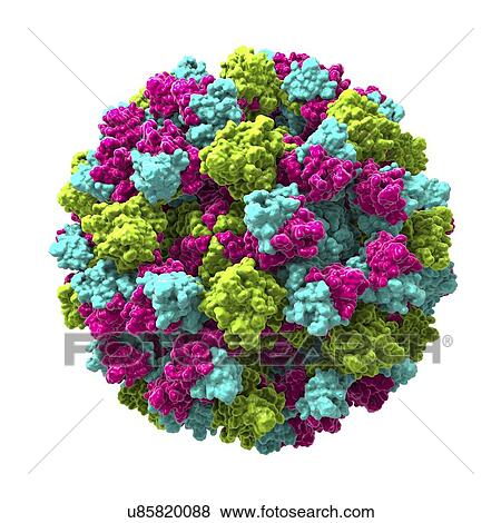 Stock Photo - Norovirus, computer illustration. Norovirus is a genus of RNA (ribonucleic acid) viruses (of the family Caliciviridae), which cause about half of all gastroenteritis cases around the world. The disease is characterised by nausea, vomiting, diarrhoea.... Fotosearch