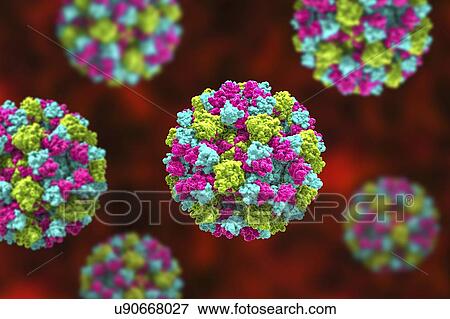 Norovirus, computer illustration. Norovirus is a genus of RNA (ribonucleic acid) viruses (of the family Caliciviridae), which cause about half of all gastroenteritis cases around the world. The disease is characterised by nausea, vomiting, diarrhoea... View Large Photo Image Stock Photo - Norovirus, computer illustration. Norovirus is a genus of RNA (ribonucleic acid) viruses (of the family Caliciviridae), which cause about half of all gastroenteritis cases around the world. The disease is characterised by nausea, vomiting, diarrhoea.... Fotosearch