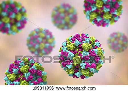 Norovirus, computer illustration. Norovirus is a genus of RNA (ribonucleic acid) viruses (of the family Caliciviridae), which cause about half of all gastroenteritis cases around the world. The disease is characterised by nausea, vomiting, diarrhoea... View Large Photo Image Stock Photograph - Norovirus, computer illustration. Norovirus is a genus of RNA (ribonucleic acid) viruses (of the family Caliciviridae), which cause about half of all gastroenteritis cases around the world. The disease is characterised by nausea, vomiting, diarrhoea.... Fotosearch