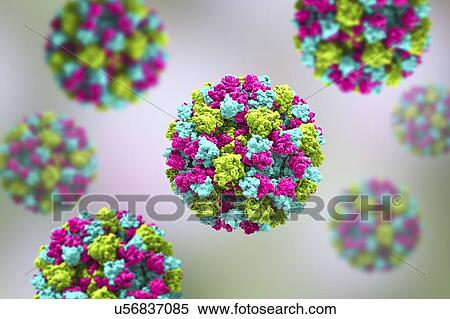 Norovirus, computer illustration. Norovirus is a genus of RNA (ribonucleic acid) viruses (of the family Caliciviridae), which cause about half of all gastroenteritis cases around the world. The disease is characterised by nausea, vomiting, diarrhoea... View Large Photo Image Stock Photography - Norovirus, computer illustration. Norovirus is a genus of RNA (ribonucleic acid) viruses (of the family Caliciviridae), which cause about half of all gastroenteritis cases around the world. The disease is characterised by nausea, vomiting, diarrhoea.... Fotosearch