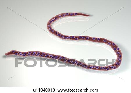 Stock Photo - Onchocerca volvulus parasitic worm, computer illustration. O. volvulus is the causative agent of onchocerciasis or river blindness (Onchocerca worm infestation). An infestation begins when a host is bitten by a black fly (Simulium sp. ) carrying the.... Fotosearch