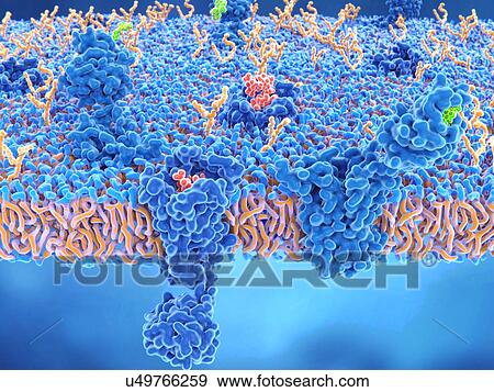 Opioid and cannabinoid brain receptors, illustration. Two types of receptors are shown here in a brain cell membrane. The membrane is seen in cutaway view across lower centre, with two brain cell receptors (dark blue) shown: a delta opioid receptor... View Large Photo Image Stock Photo - Opioid and cannabinoid brain receptors, illustration. Two types of receptors are shown here in a brain cell membrane. The membrane is seen in cutaway view across lower centre, with two brain cell receptors (dark blue) shown: a delta opioid receptor.... Fotosearch