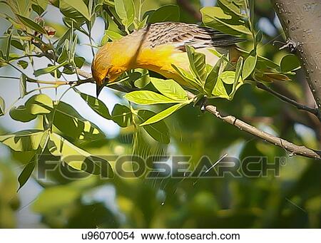Picture - Oriole. Fotosearch