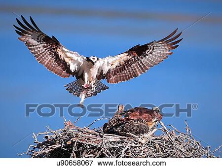 Osprey View Large Photo Image Stock Photo - Osprey. Fotosearch