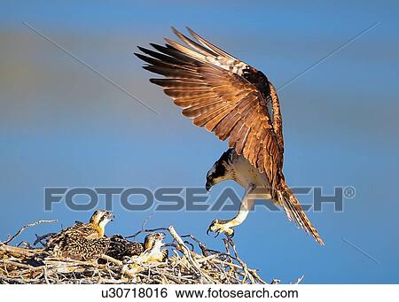 Osprey View Large Photo Image Stock Photograph - Osprey. Fotosearch