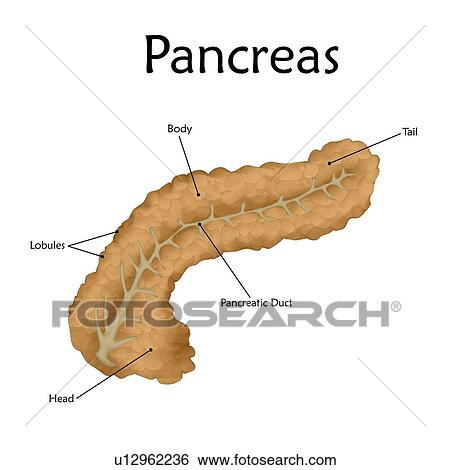 Pancreas with labels, illustration. View Large Photo Image Stock Photograph - Pancreas with labels, illustration.. Fotosearch