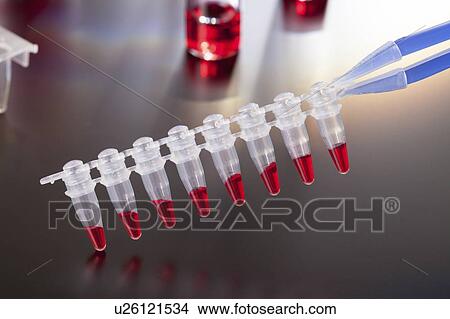 PCR micro tube strip. View Large Photo Image Picture - PCR micro tube strip.. Fotosearch