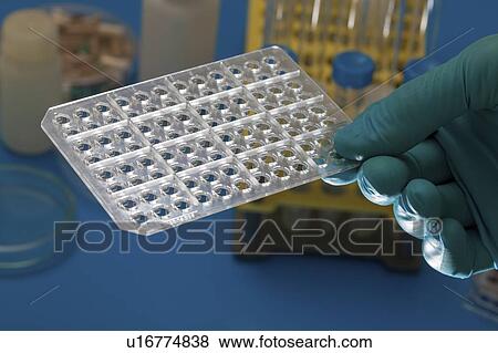 Stock Photo - PCR (polymerase chain reaction) multiwell plate.. Fotosearch
